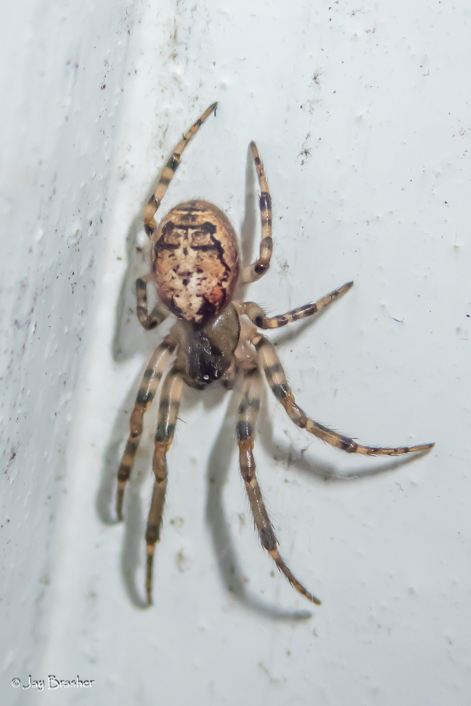 Nearctic Sector Orbweaver
