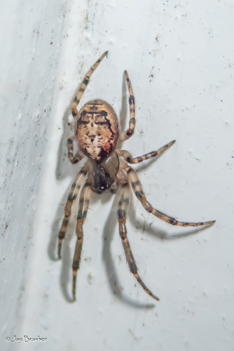 Nearctic Sector Orbweaver