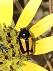 Cryptocephalus vittatus