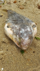 Sphoeroides maculatus