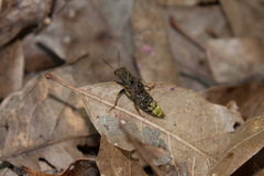 Ontholestes cingulatus