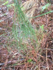 Festuca occidentalis