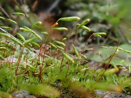 Long-fruited Thread-moss