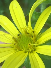 Silphium asperrimum