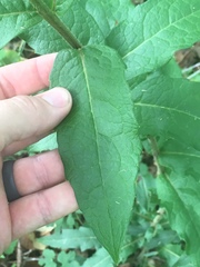 Silphium asperrimum
