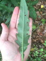 Silphium asperrimum