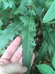 Silphium asperrimum