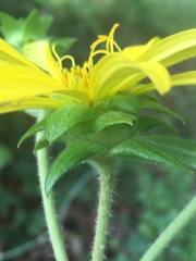 Silphium asperrimum