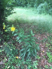 Silphium asperrimum