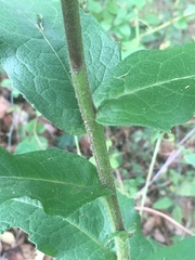 Silphium asperrimum