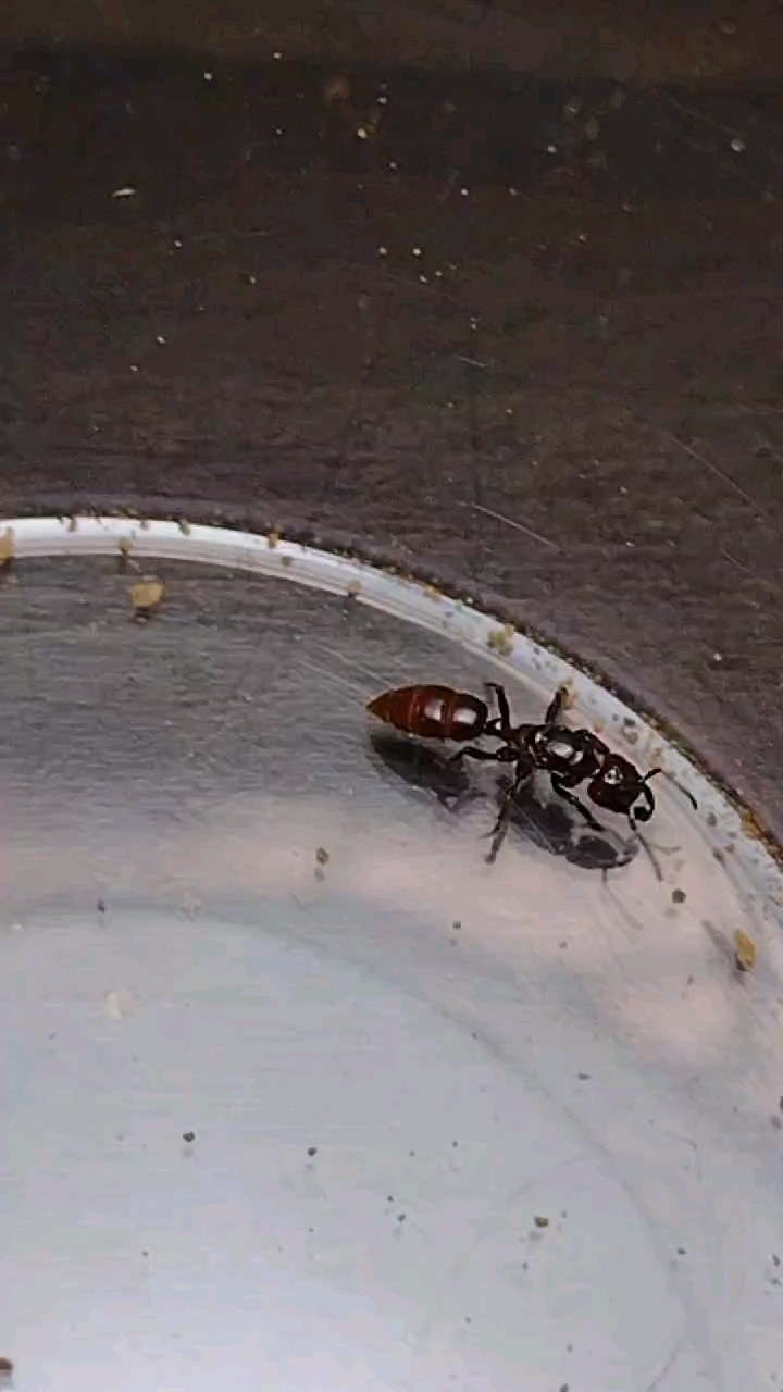 Centromyrmex