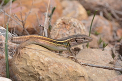 Algerian Psammodromus photo 2