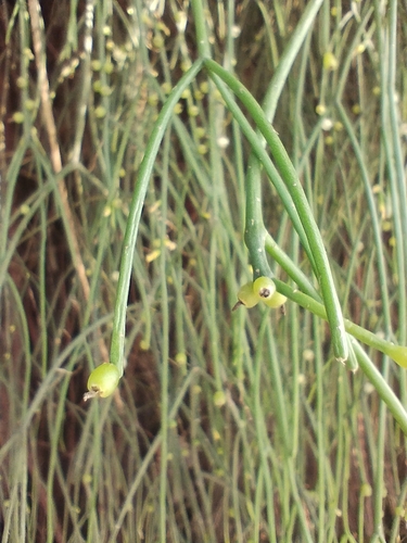 Image of Rhipsalis teres by (c) Fernando, some rights reserved (CC BY)