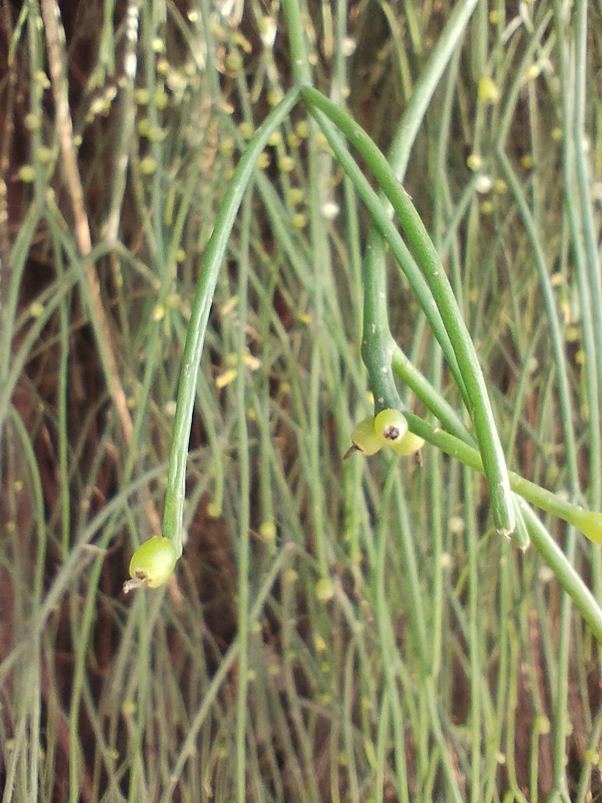 Rhipsalis teres