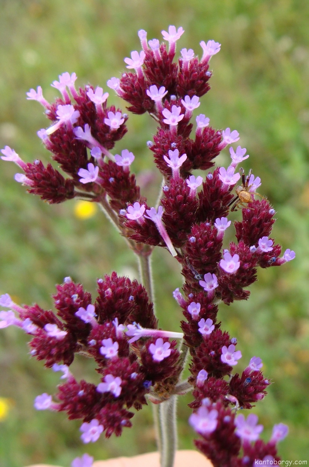 Verbena image