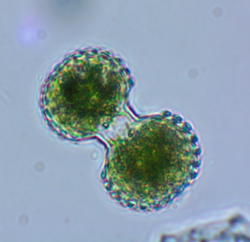 Cosmarium isthmium