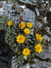 Pentanema montanum