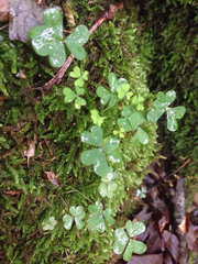 Oxalis
