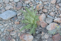 Cirsium scariosum