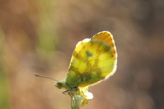 Anthocharis euphenoides