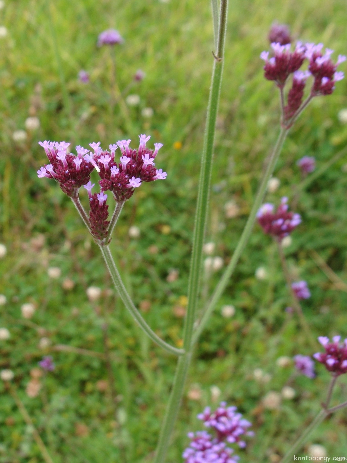 Verbena bonariensis image