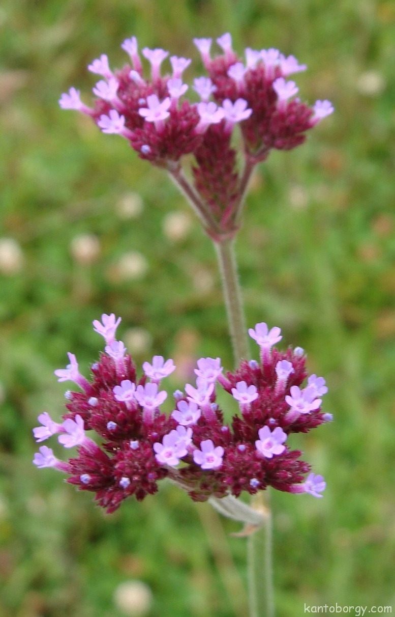 Verbena bonariensis image