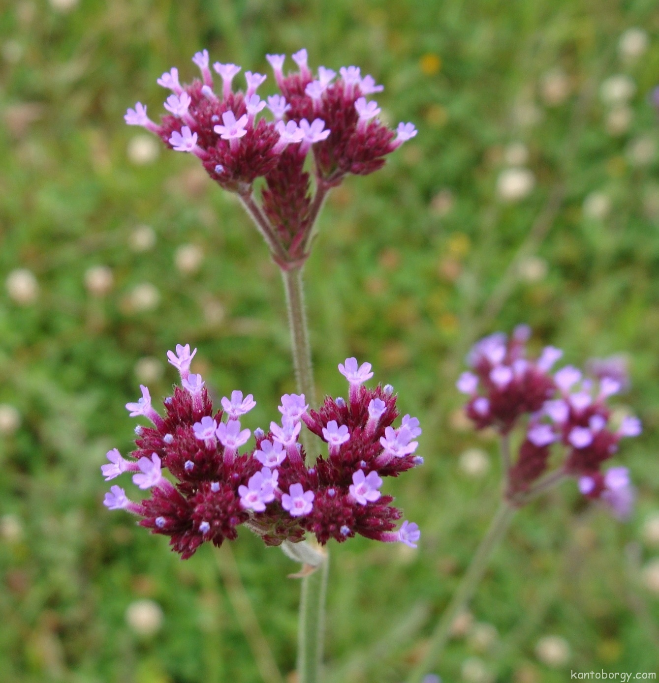 Verbena bonariensis image