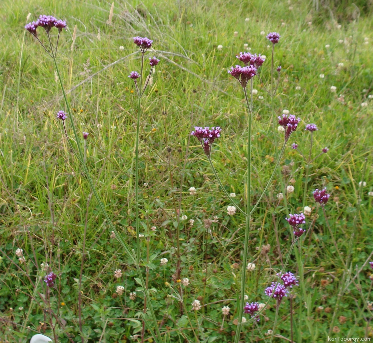 Verbena bonariensis image