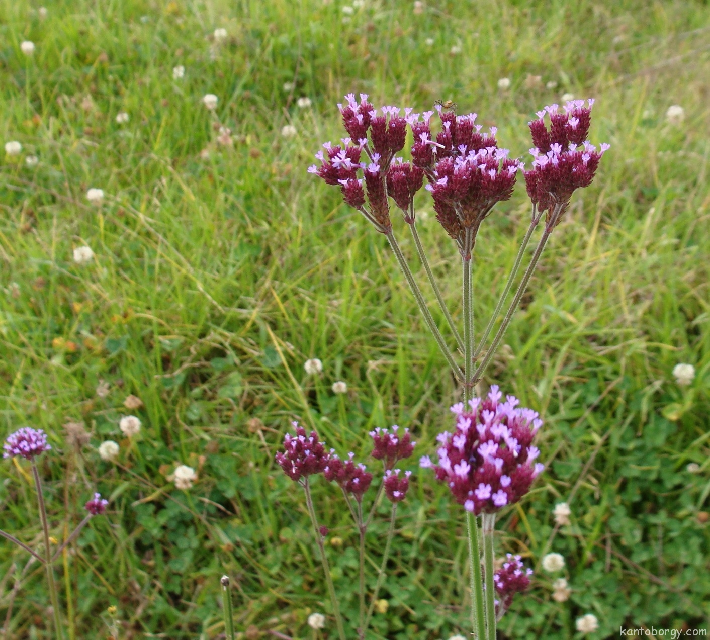 Verbena bonariensis image