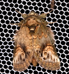 Heterocampa obliqua