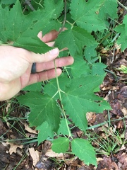 Viburnum acerifolium