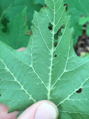 Viburnum acerifolium