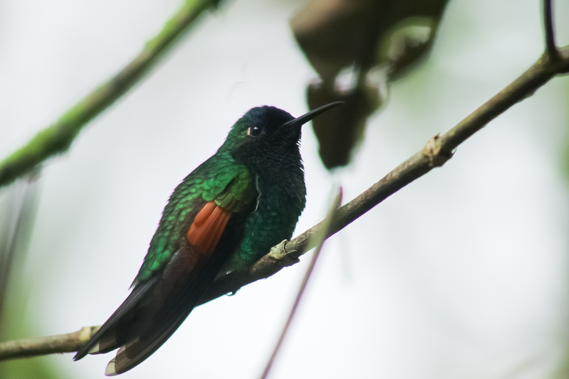 Oaxaca Hummingbird (Eupherusa cyanophrys), photo 10
