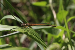 Platycnemis acutipennis