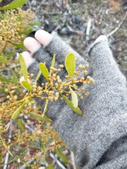 Acacia obtusata