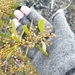 Acacia obtusata - Photo (c) Casey, alguns direitos reservados (CC BY-NC), uploaded by Casey