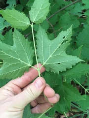 Viburnum acerifolium