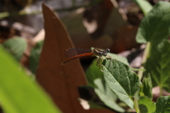 Platycnemis acutipennis