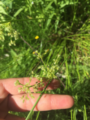 Juncus pylaei