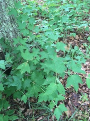Viburnum acerifolium