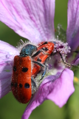 Trichodes octopunctatus