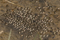 Aulonogyrus concinnus