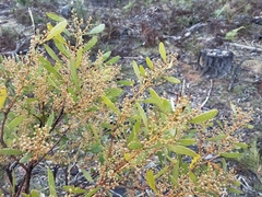 Acacia obtusata