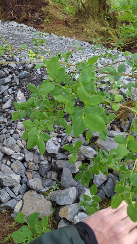 Image of Vaccinium alaskaense by (c) Matt Wilkie, some rights reserved (CC BY-SA)