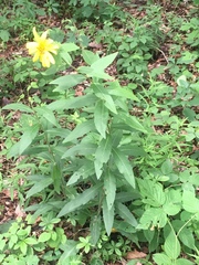 Silphium asperrimum