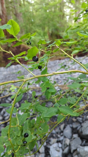 Image of Vaccinium alaskaense by (c) Matt Wilkie, some rights reserved (CC BY-SA)