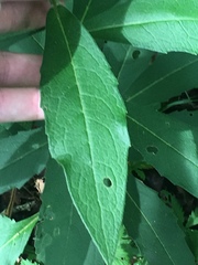 Silphium asperrimum
