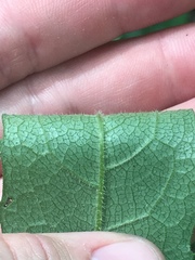 Silphium asperrimum