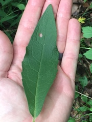 Silphium asperrimum