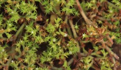 Chorizanthe procumbens